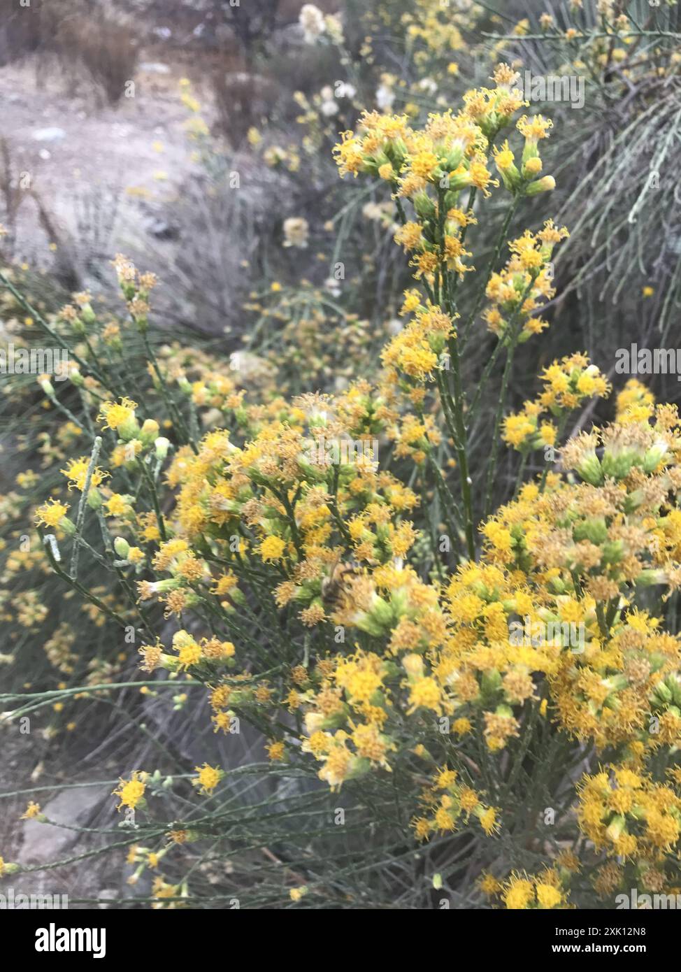 California Broomsage (Lepidospartum squamatum) Plantae Stock Photo - Alamy