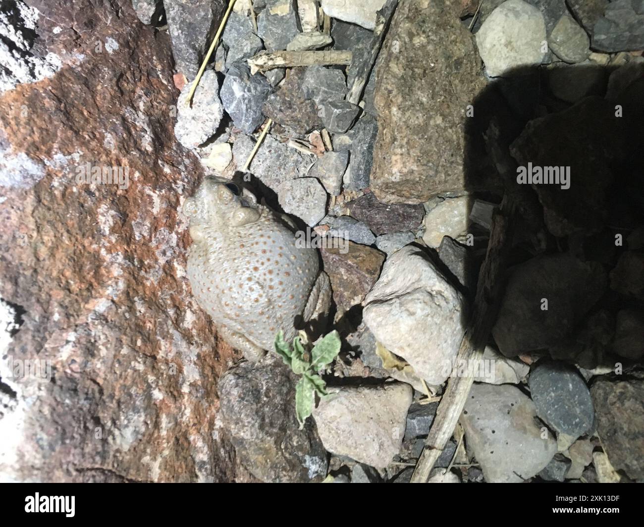 Red Spotted Rocks Red-spotted Toad (Anaxyrus punctatus) Amphibia Stock Photo - Alamy