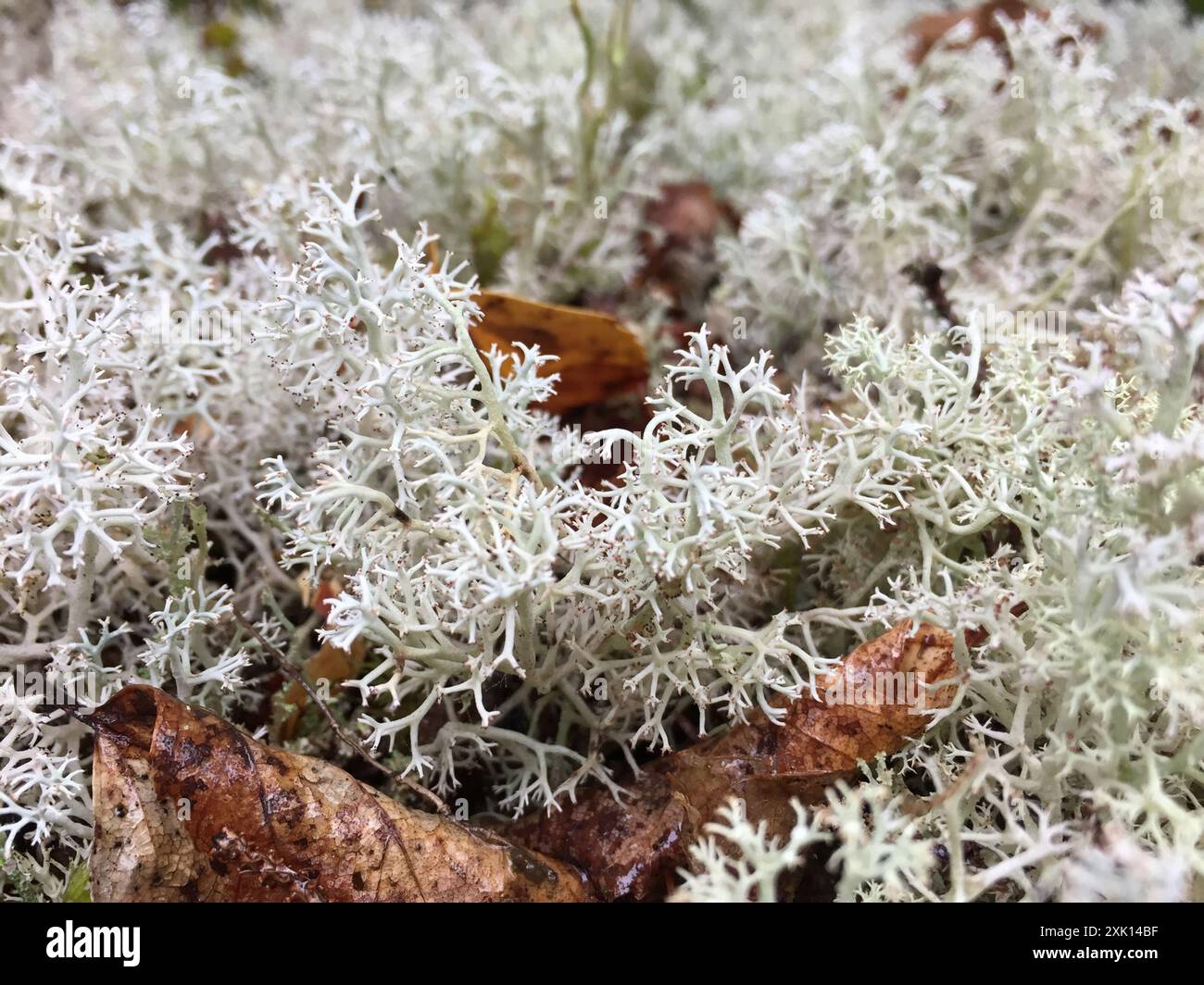 Green Reindeer Lichen (Cladonia arbuscula) Fungi Stock Photo - Alamy