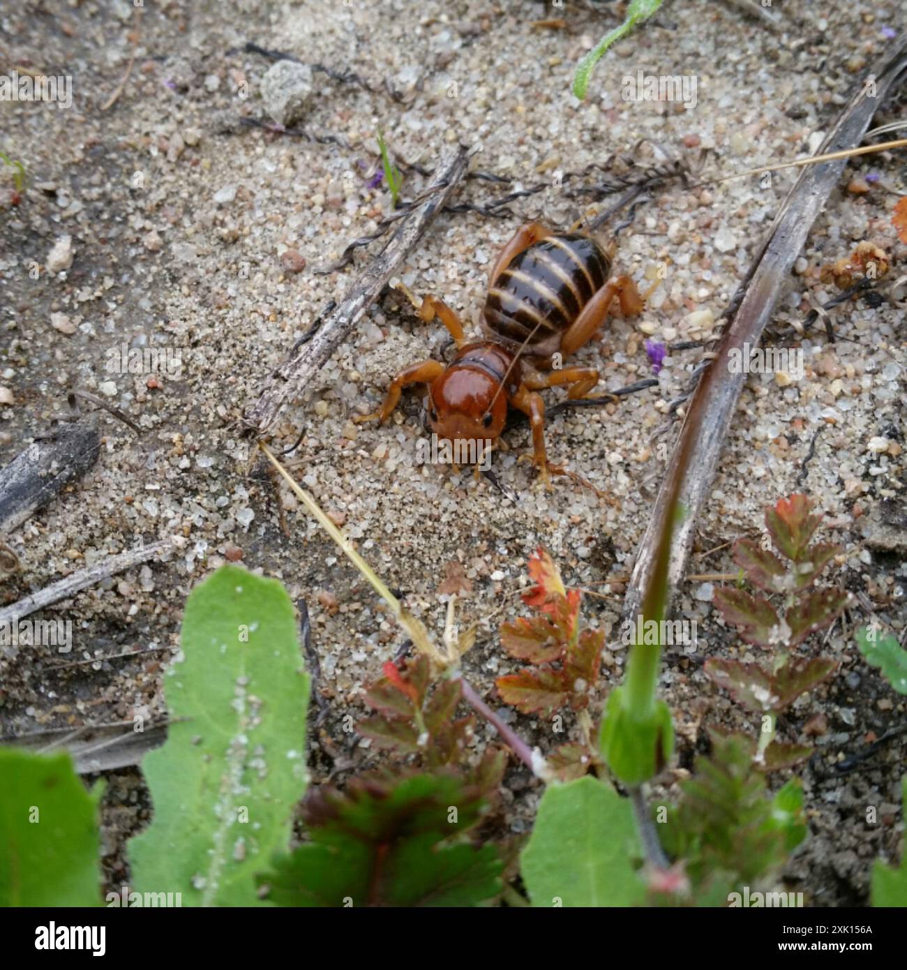 North American Jerusalem Crickets (Ammopelmatus) Insecta Stock Photo ...