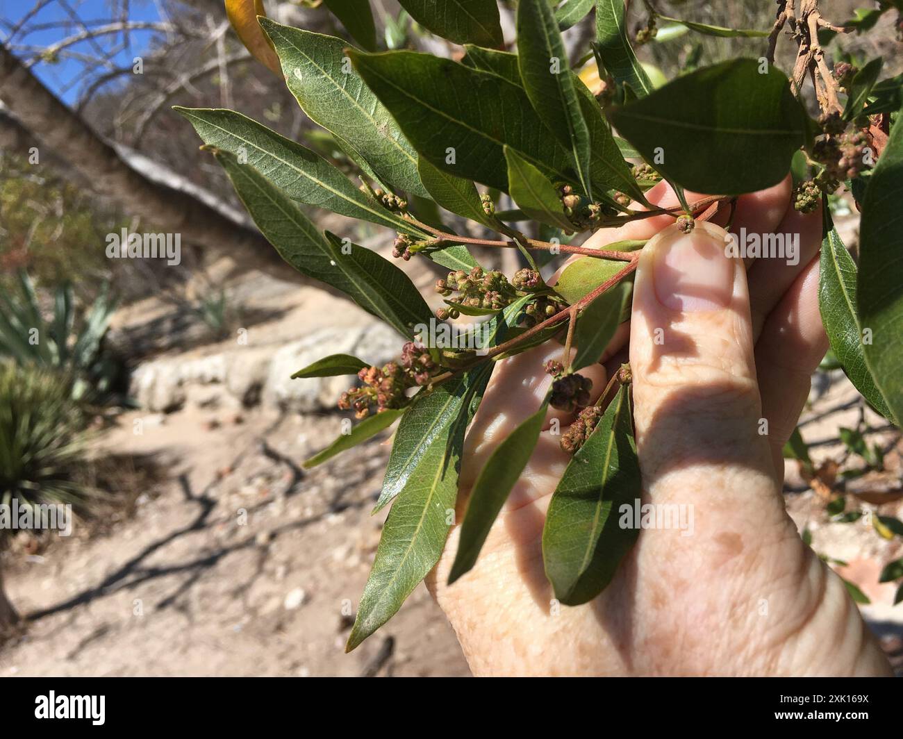 Akeake (Dodonaea viscosa) Plantae Stock Photo - Alamy