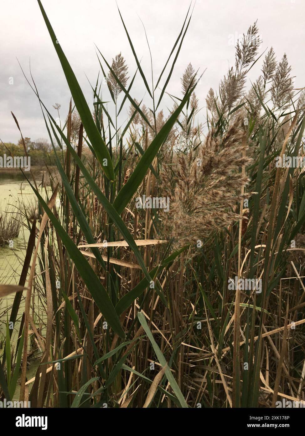 common reed (Phragmites australis) Plantae Stock Photo - Alamy