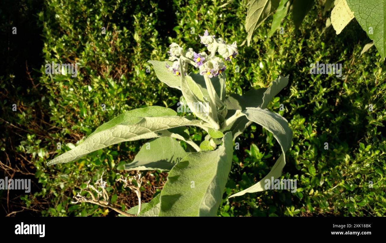 bugweed (Solanum mauritianum) Plantae Stock Photo - Alamy