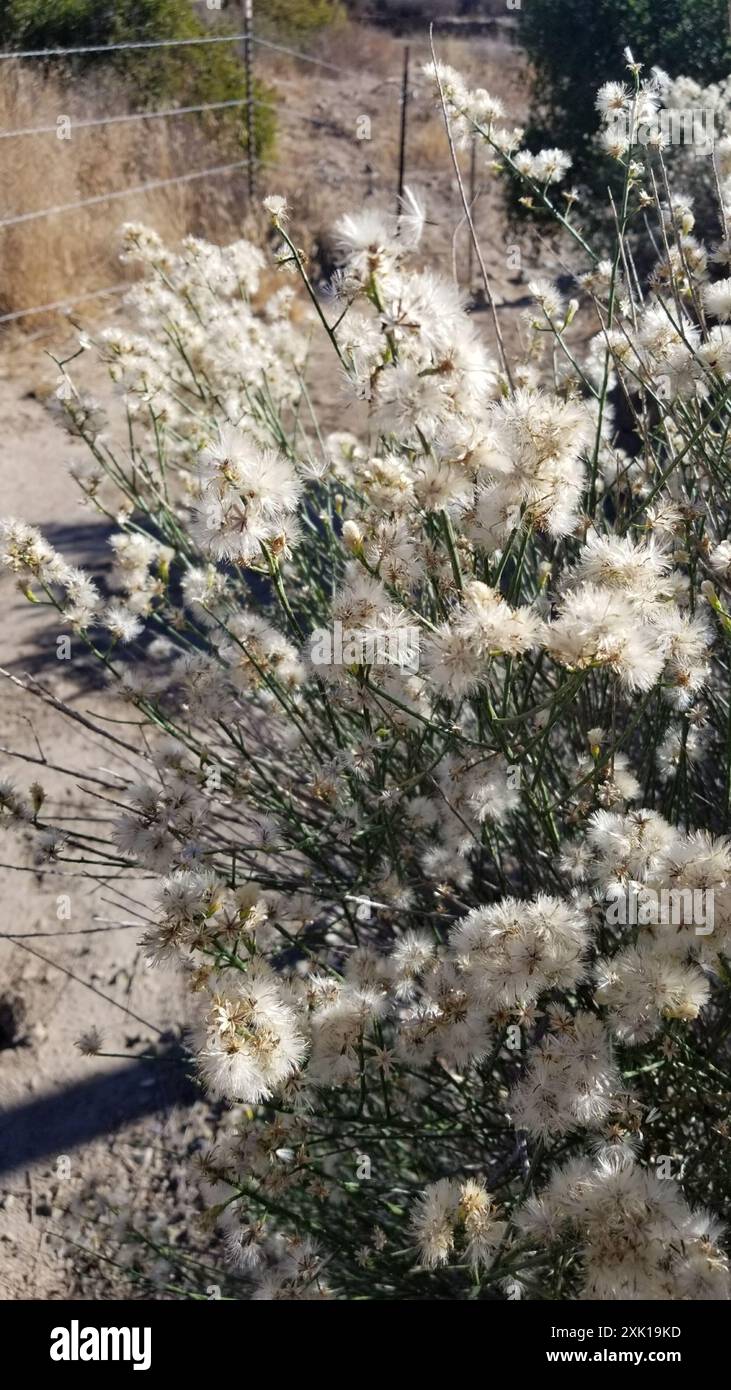 California Broomsage (Lepidospartum squamatum) Plantae Stock Photo - Alamy