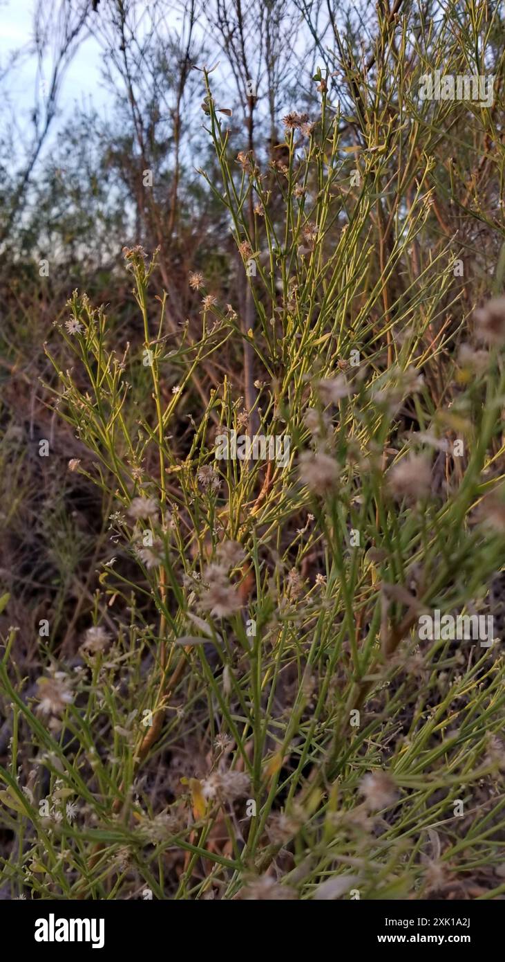 California Broomsage (Lepidospartum squamatum) Plantae Stock Photo - Alamy