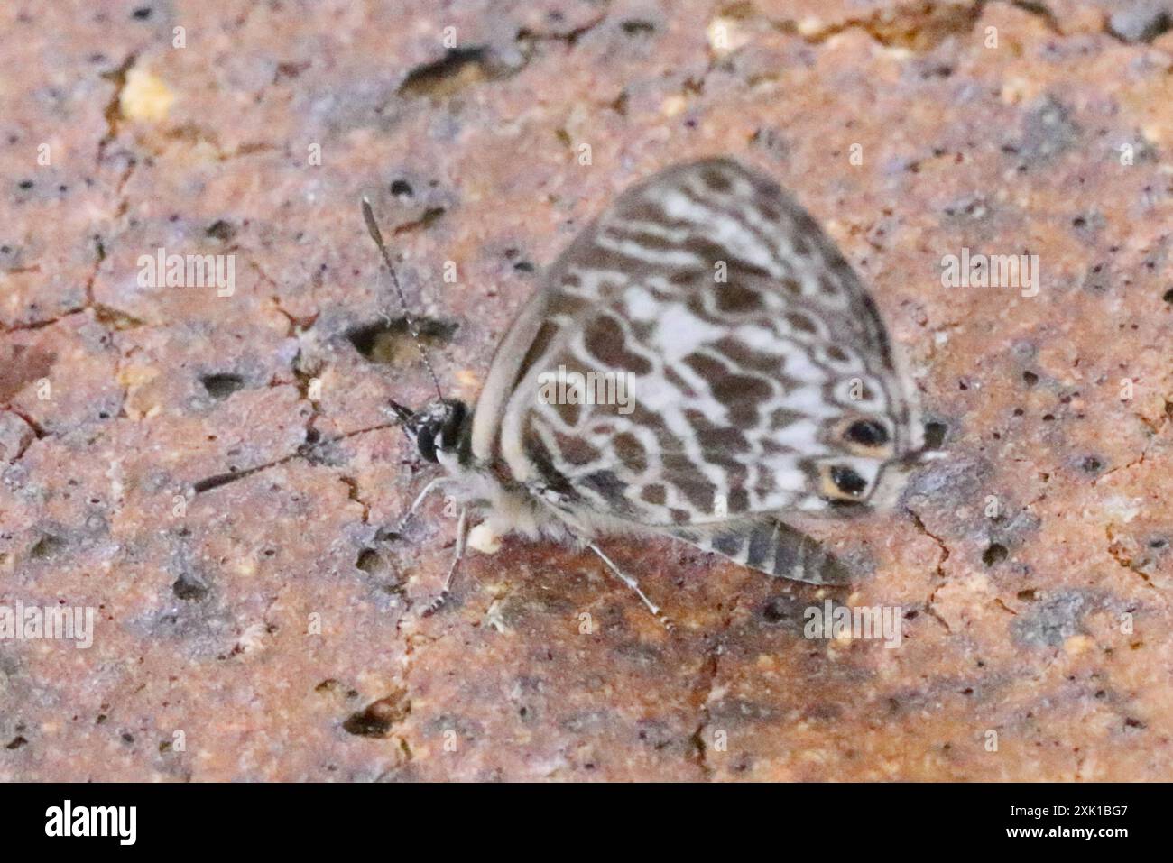 Zebra Blue (Leptotes plinius) Insecta Stock Photo - Alamy