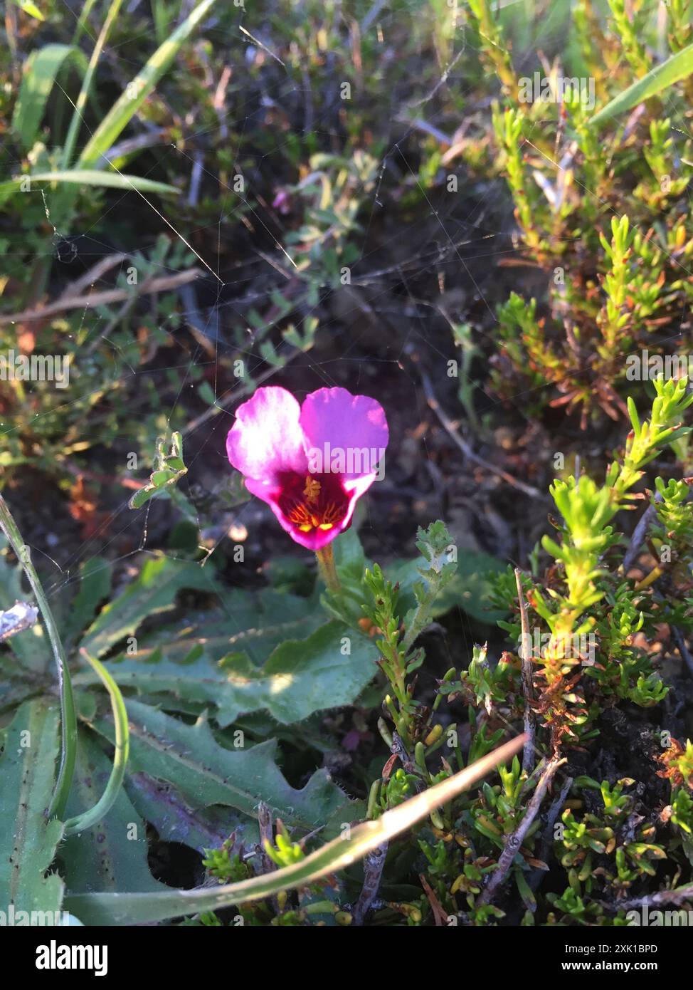 purple mouse ears (Diplacus douglasii) Plantae Stock Photo - Alamy