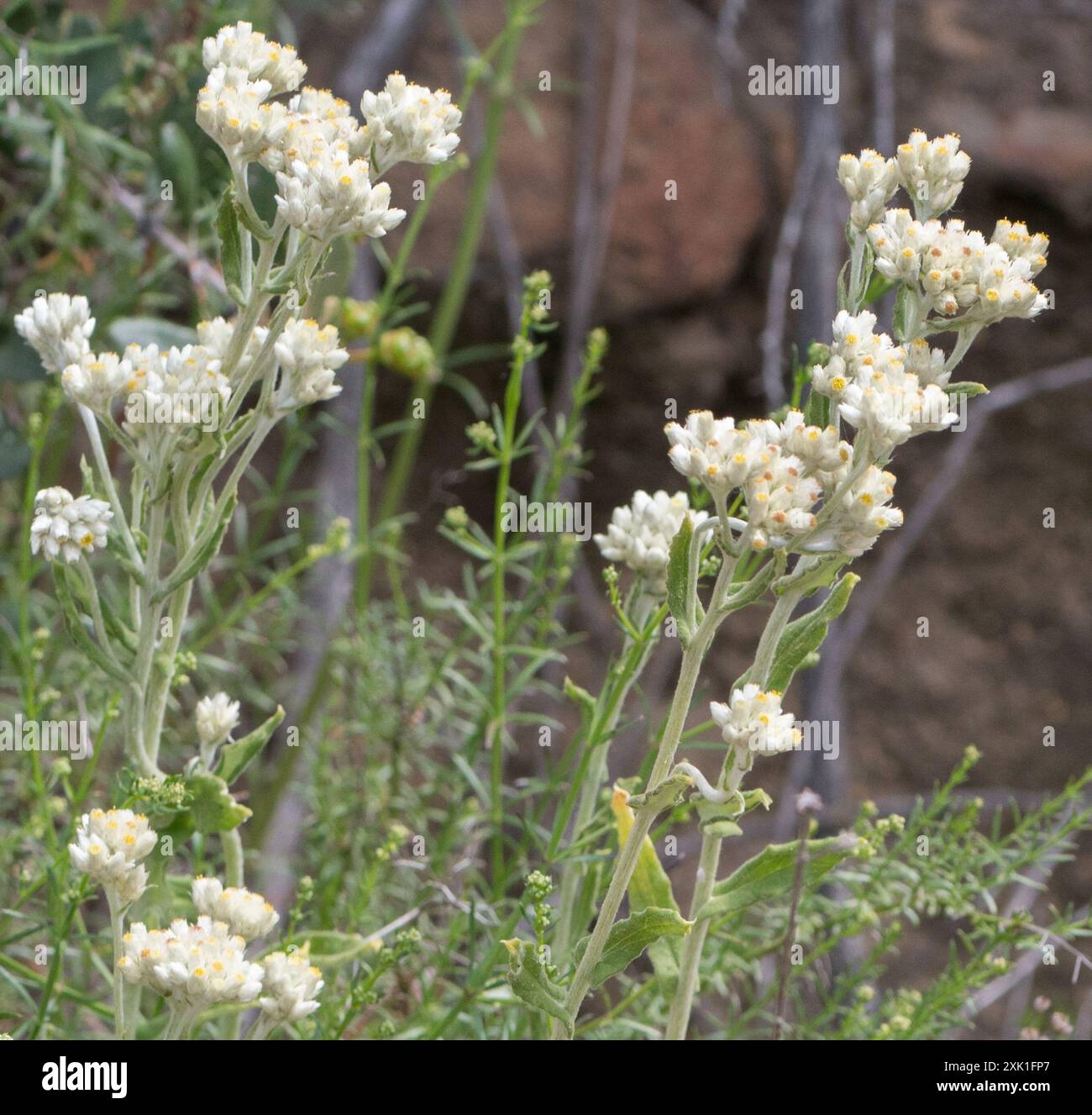 two-color rabbit tobacco (Pseudognaphalium biolettii) Plantae Stock ...