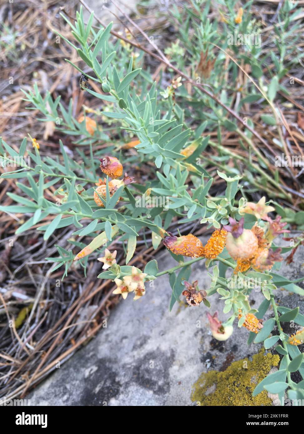 rust fungi (Pucciniales) Fungi Stock Photo - Alamy