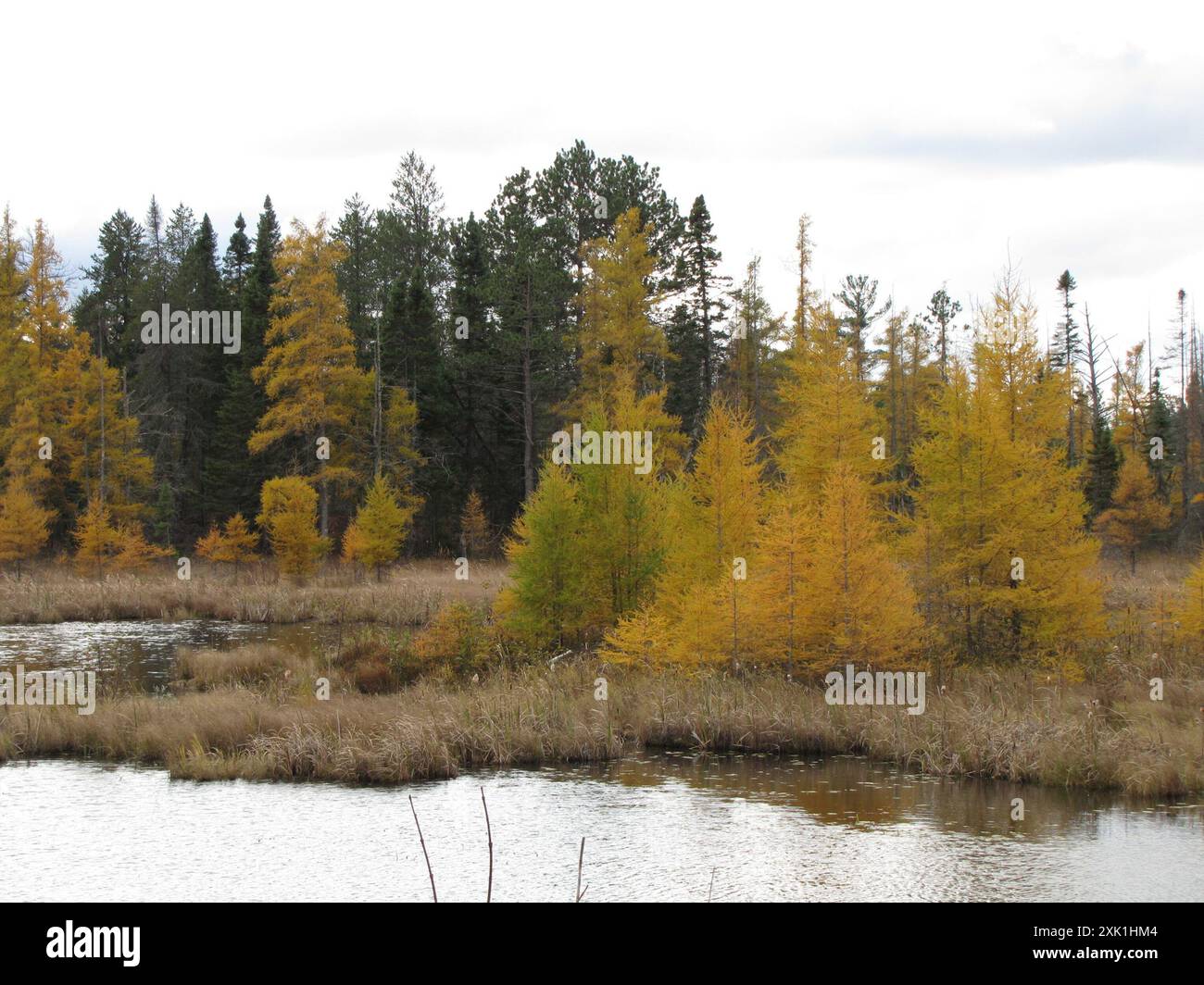 tamarack (Larix laricina) Plantae Stock Photo - Alamy