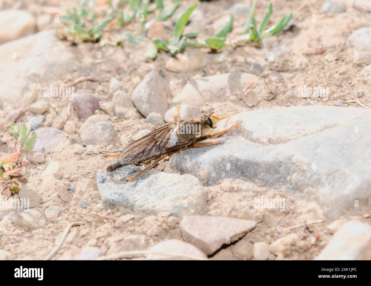 A robber fly in the genus Stenopogon rests on a large rock in Wyoming. The fly is facing the camera;  with its wings folded back. The background is a Stock Photo