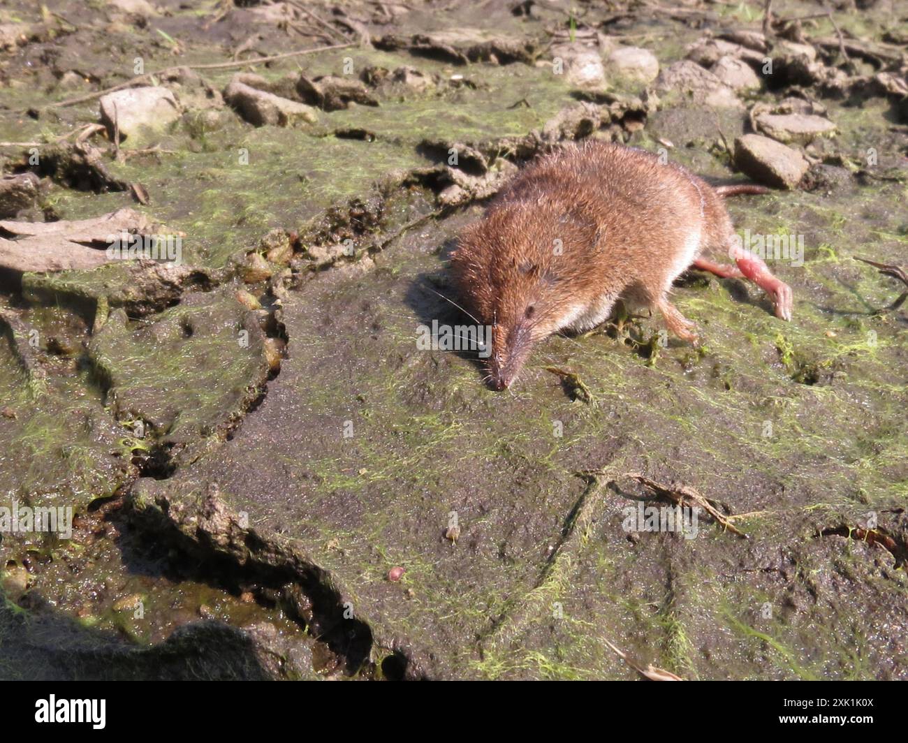 Masked Shrew (Sorex cinereus) Mammalia Stock Photo