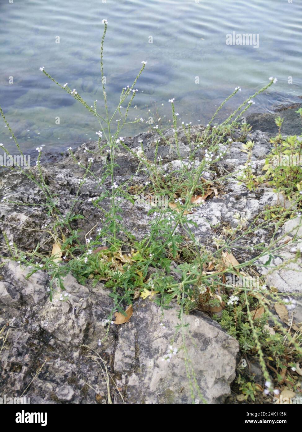Common vervain (Verbena officinalis) Plantae Stock Photo - Alamy