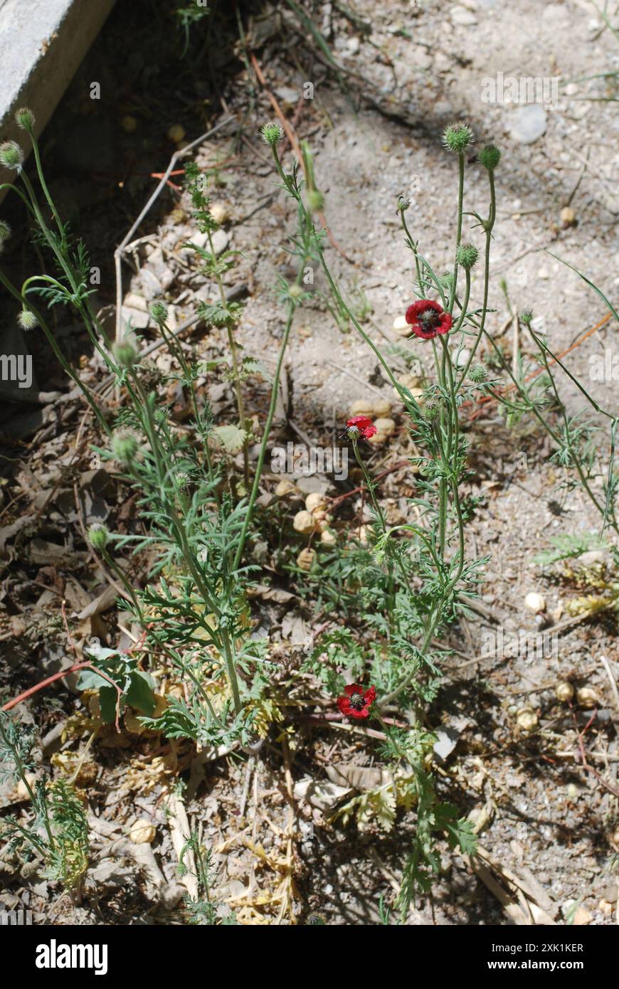 rough poppy (Roemeria sicula) Plantae Stock Photo - Alamy