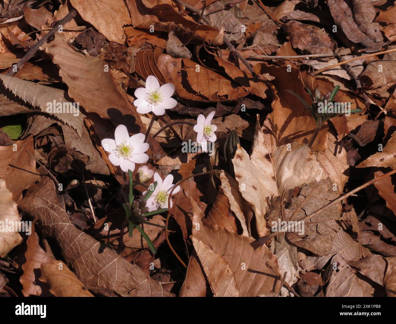 sharp-lobed hepatica (Hepatica acutiloba) Plantae Stock Photo - Alamy