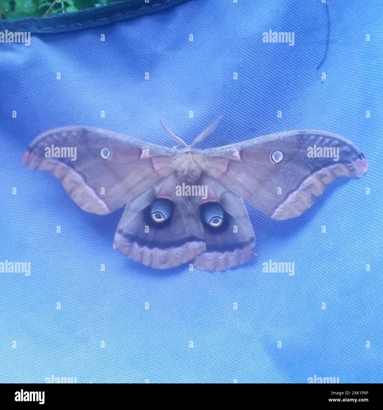 Polyphemus Moth (Antheraea polyphemus) Insecta Stock Photo - Alamy