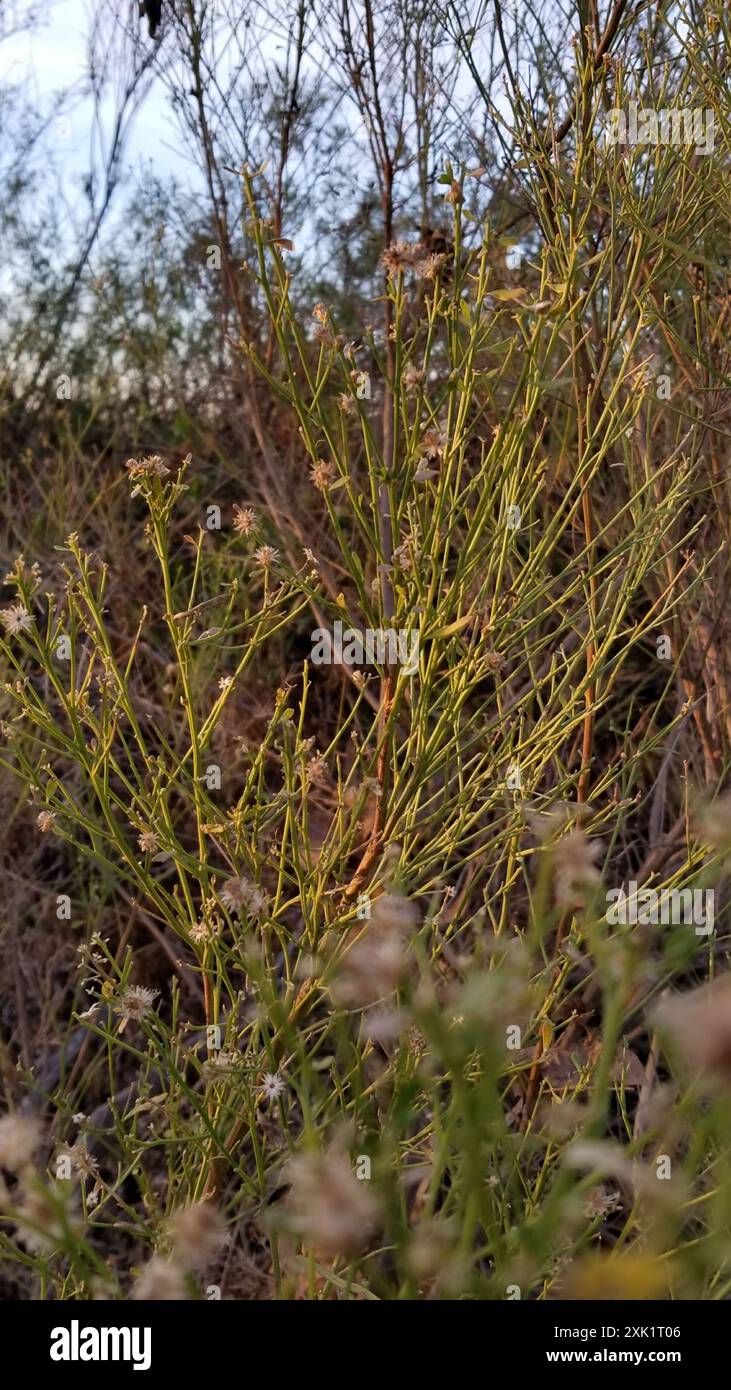 California Broomsage (Lepidospartum squamatum) Plantae Stock Photo - Alamy