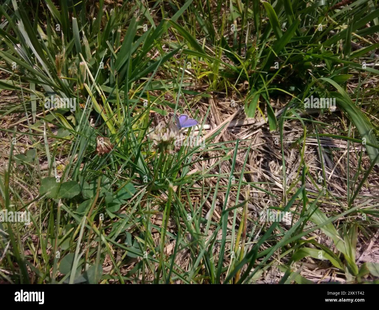 Eastern Tailed-Blue (Cupido comyntas) Insecta Stock Photo - Alamy
