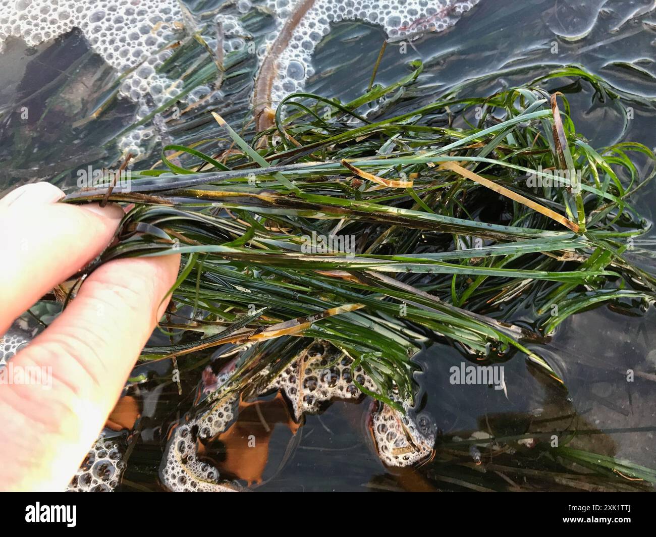 Scouler's Surfgrass (Phyllospadix scouleri) Plantae Stock Photo - Alamy