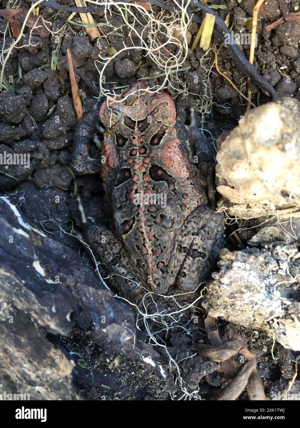 Cane Toad (Rhinella marina) Amphibia Stock Photo - Alamy