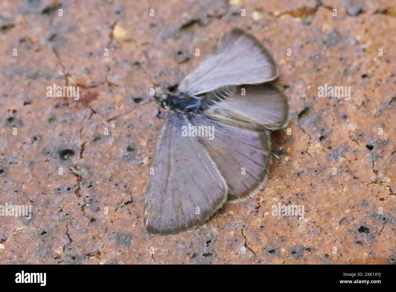 Zebra Blue (Leptotes plinius) Insecta Stock Photo - Alamy