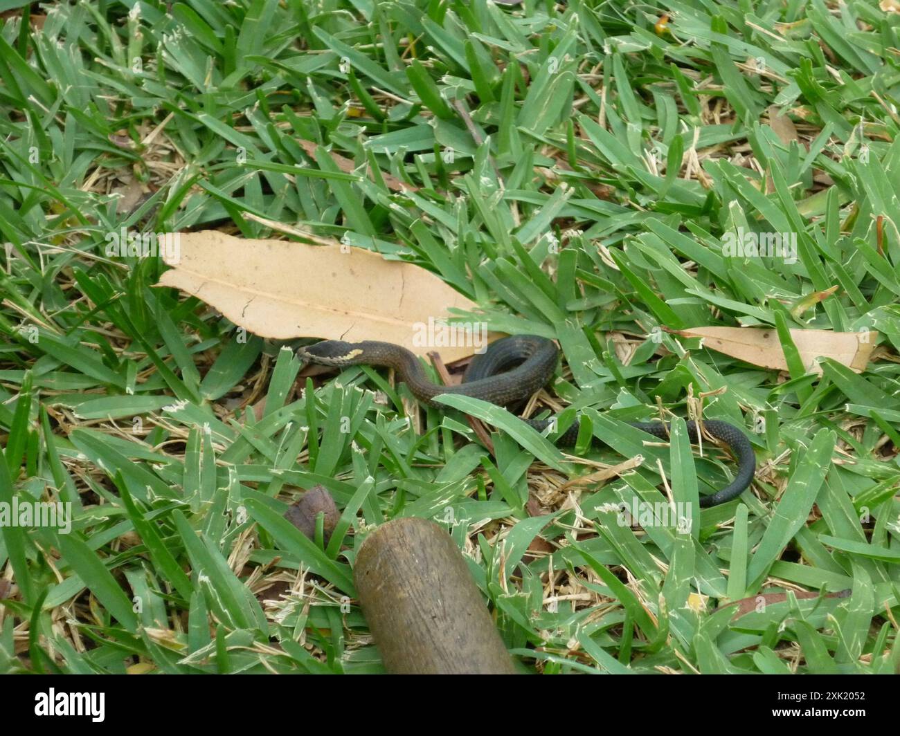 Golden-crowned Snake (Cacophis squamulosus) Reptilia Stock Photo