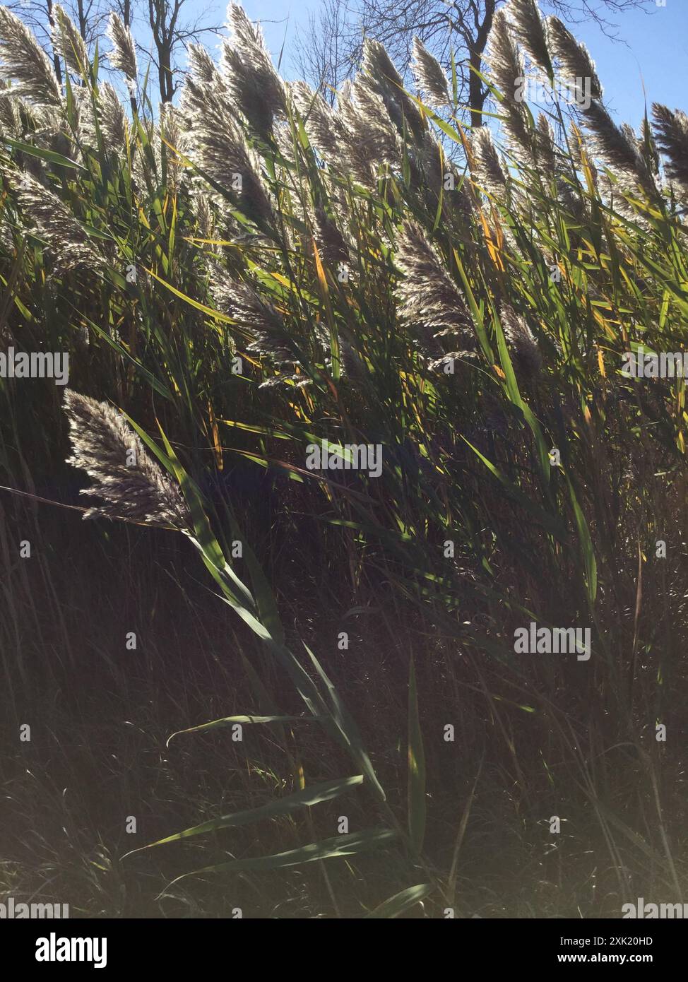 European reed (Phragmites australis australis) Plantae Stock Photo - Alamy