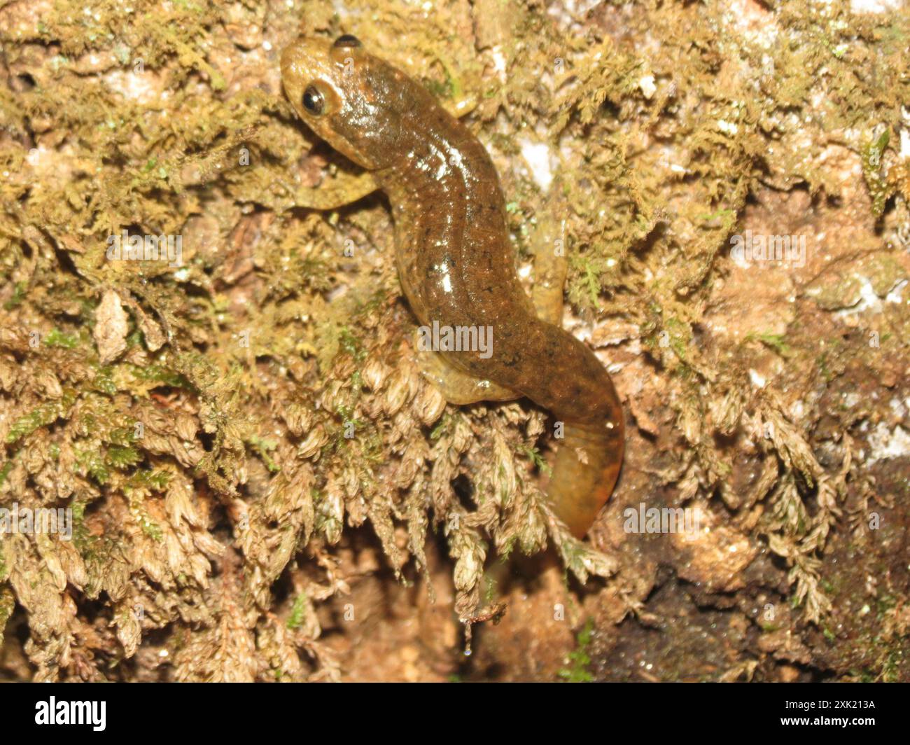Southern Blackbelly Salamander (Desmognathus amphileucus) Amphibia ...