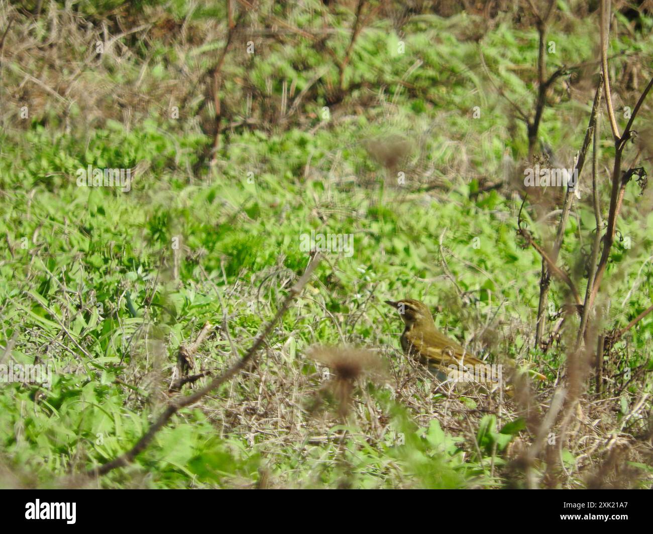 Olivebacked Pipit (Anthus hodgsoni) Aves Stock Photo Alamy