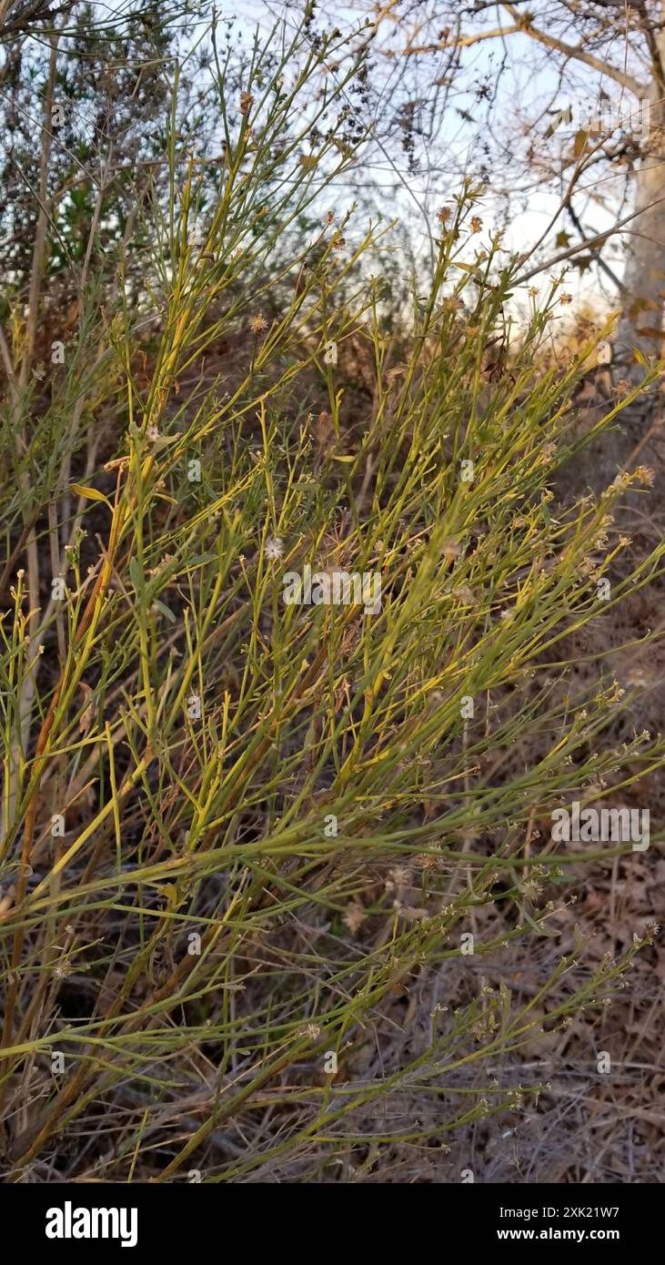 California broomsage hi-res stock photography and images - Alamy