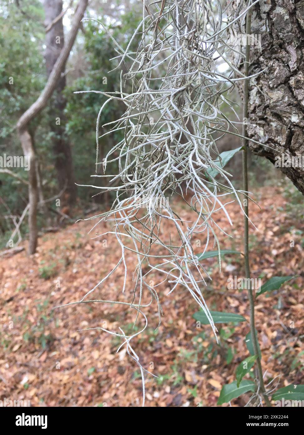 Spanish moss (Tillandsia usneoides) Plantae Stock Photo - Alamy