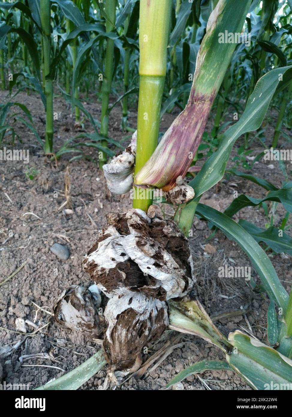 Mycosarcoma Corn Smut (Mycosarcoma maydis) Fungi Stock Photo - Alamy
