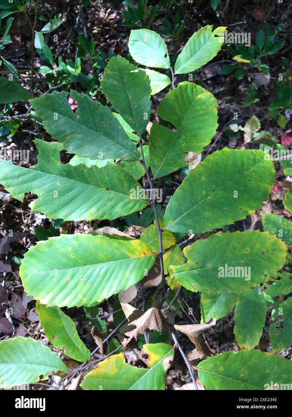 Allegheny Chinquapin (Castanea pumila) Plantae Stock Photo - Alamy