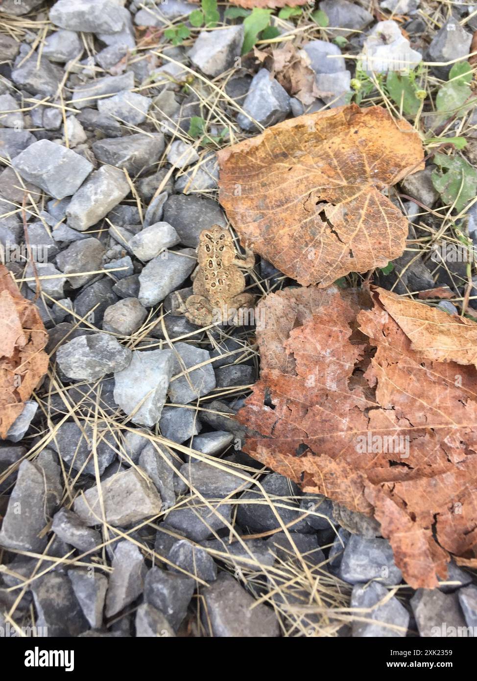 American Toad (Anaxyrus americanus) Amphibia Stock Photo Alamy