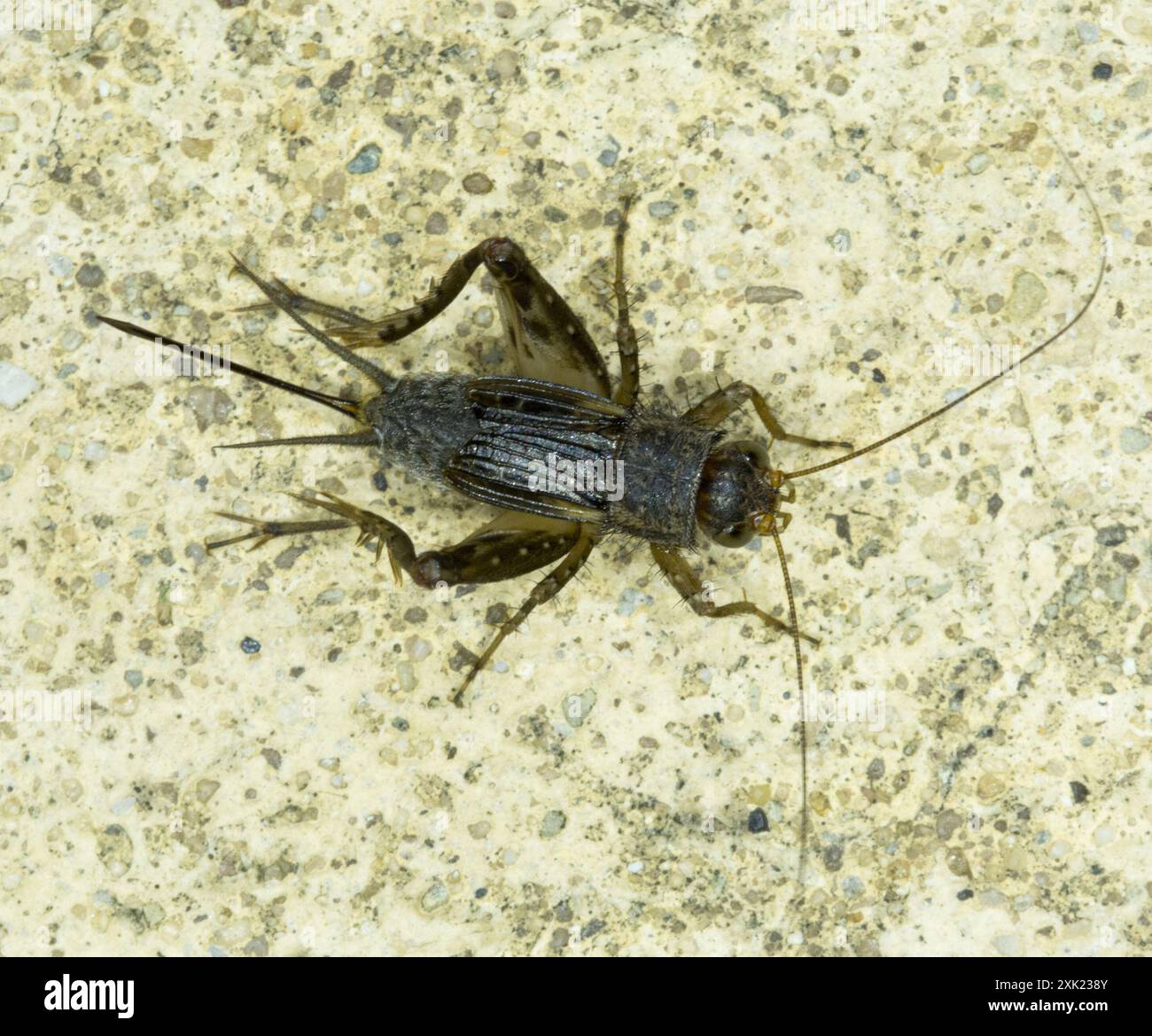Robust Ground Crickets (Allonemobius) Insecta Stock Photo - Alamy