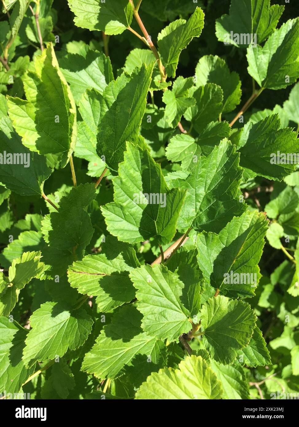 common ninebark (Physocarpus opulifolius) Plantae Stock Photo - Alamy