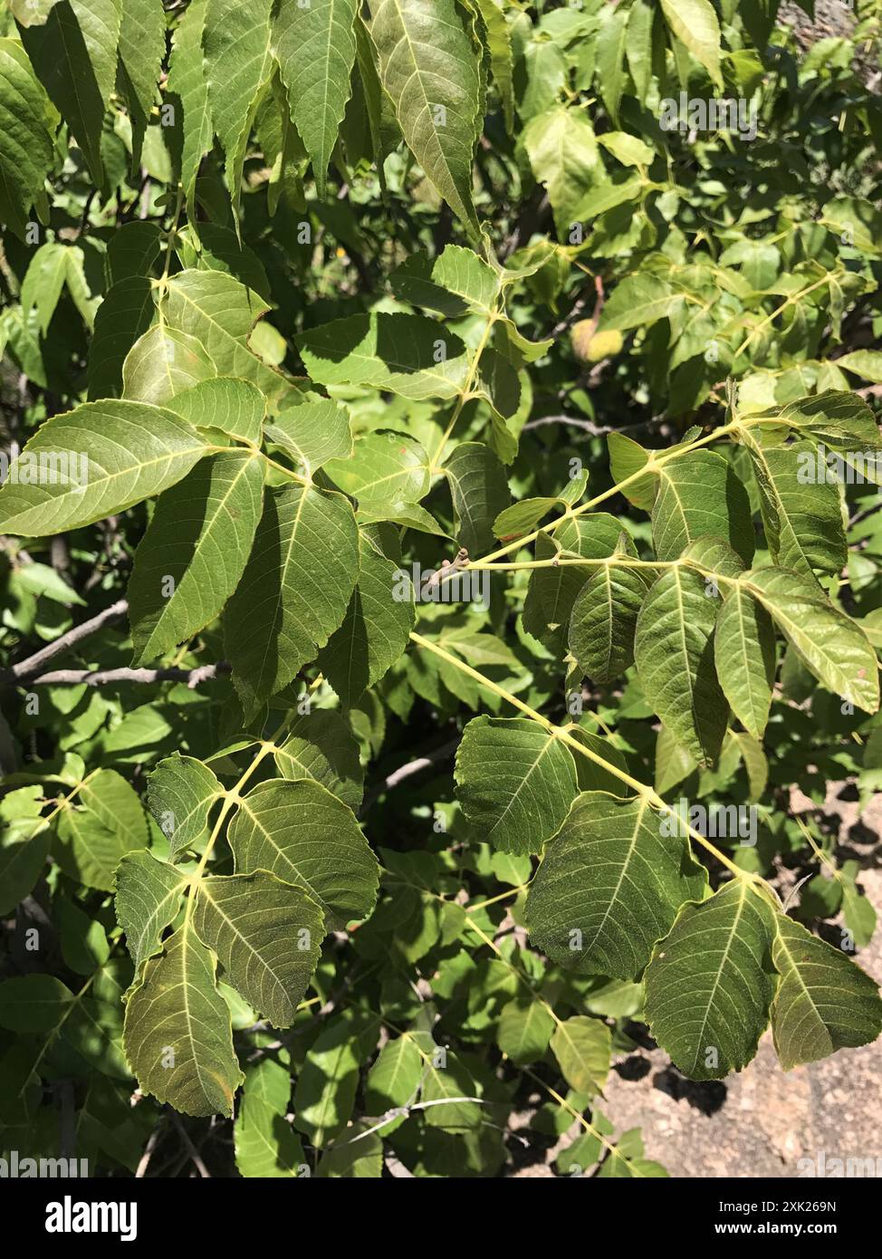 Mexican buckeye (Ungnadia speciosa) Plantae Stock Photo - Alamy