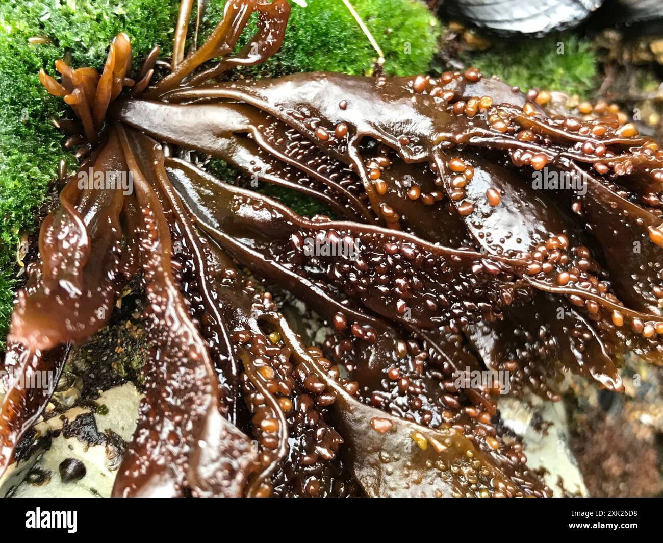Turkish washcloth Mastocarpus papillatus Plantae Stock Photo Alamy