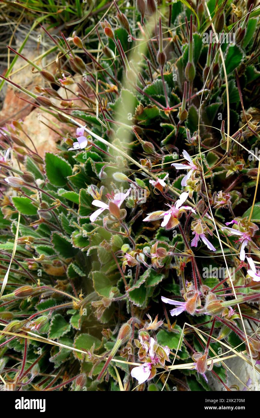 Common Ovalleaf Storksbill (Pelargonium ovale ovale) Plantae Stock ...