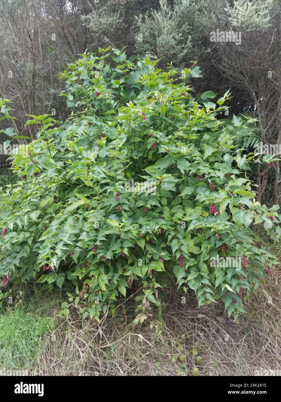 Leycesteria formosa seeds (Himalayan Honeysuckle) - Twining Vine Garden