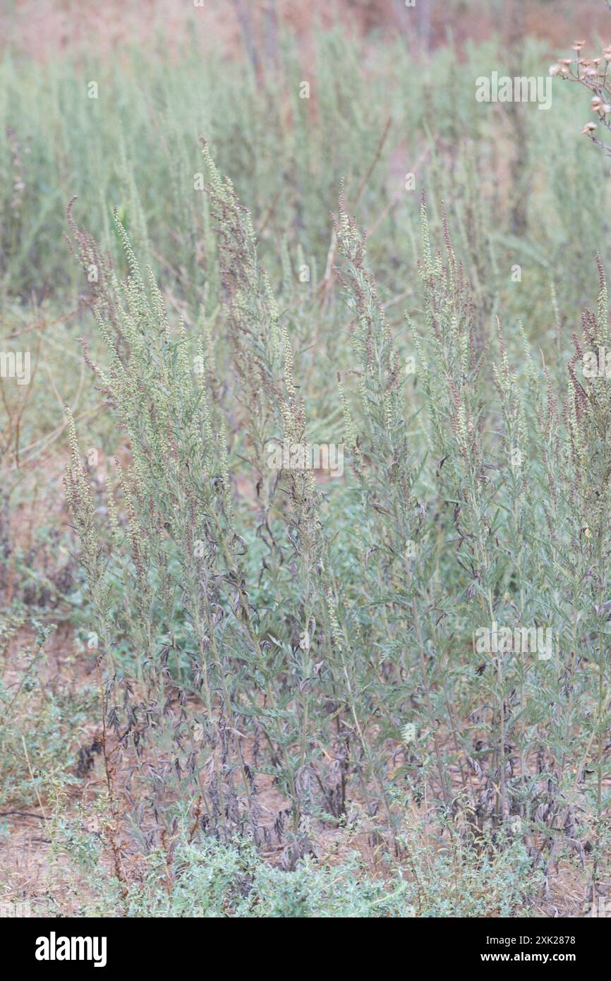 Ragweeds (Ambrosia) Plantae Stock Photo - Alamy