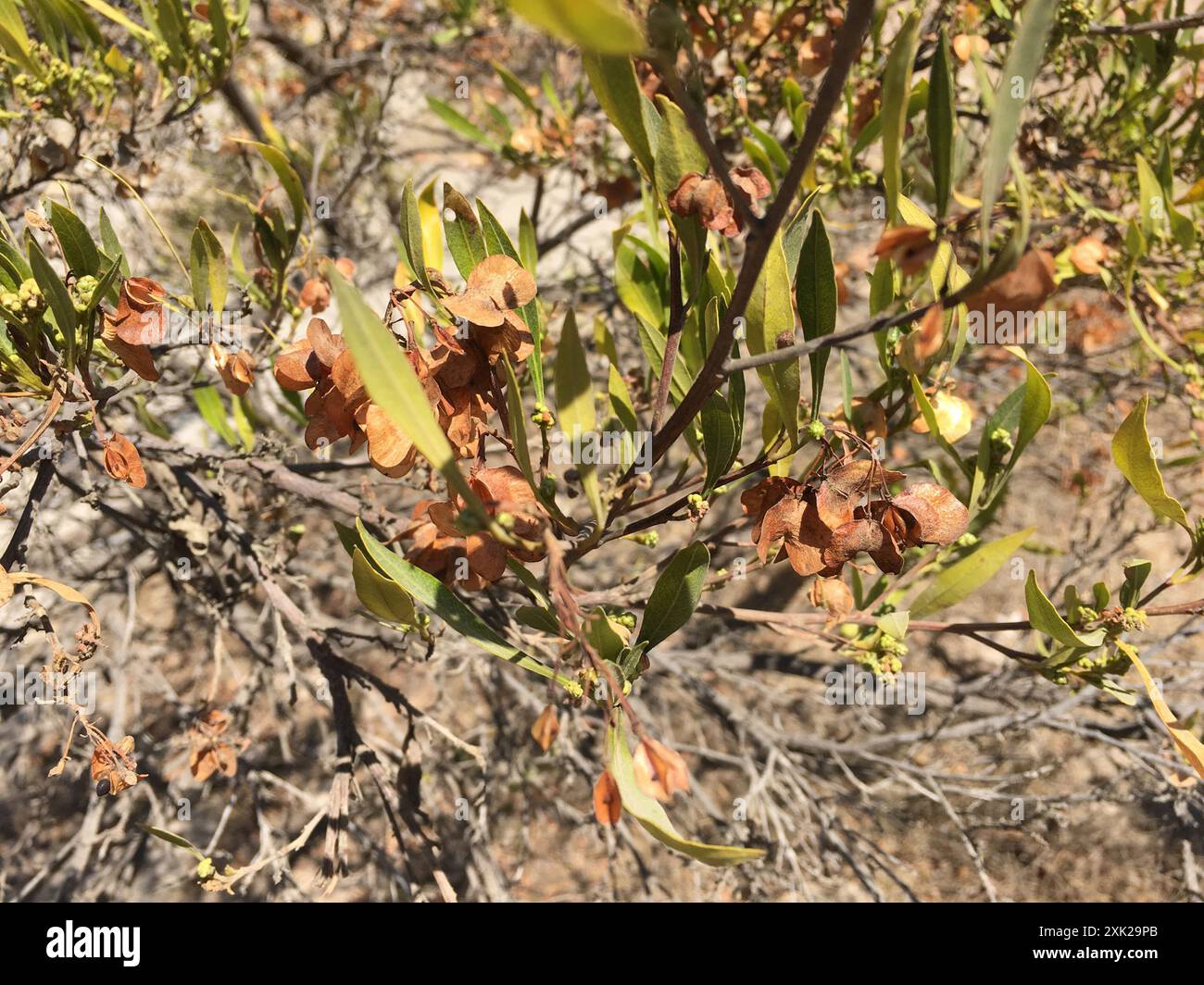 Akeake (Dodonaea viscosa) Plantae Stock Photo - Alamy
