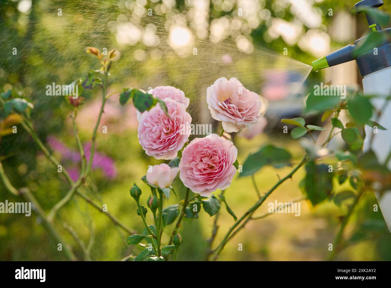 Aphids water spray hi-res stock photography and images - Alamy