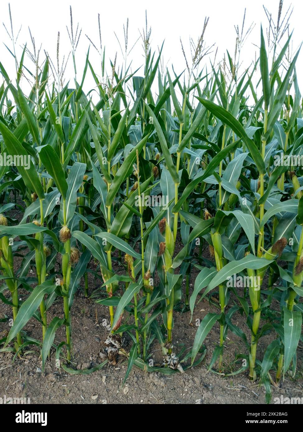 Mycosarcoma Corn Smut (Mycosarcoma maydis) Fungi Stock Photo - Alamy