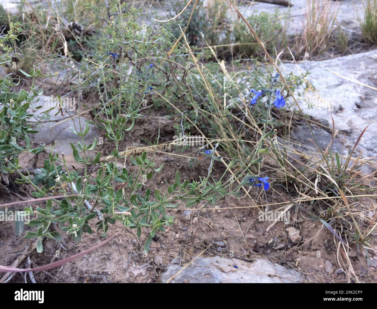canyon-sage-salvia-lycioides-plantae-stock-photo-alamy