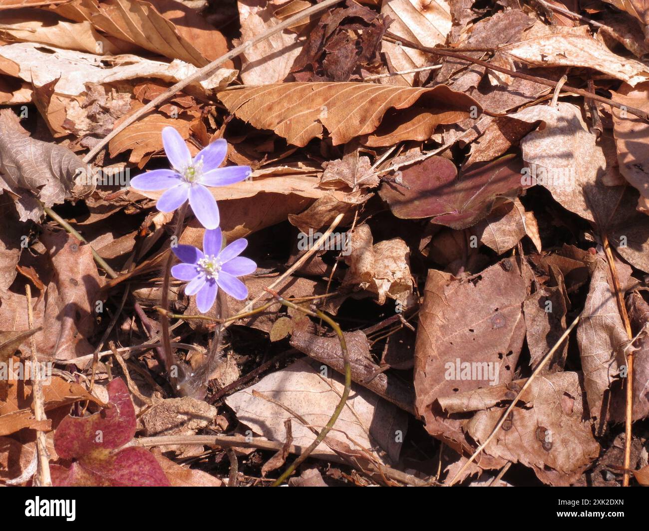 sharp-lobed hepatica (Hepatica acutiloba) Plantae Stock Photo - Alamy