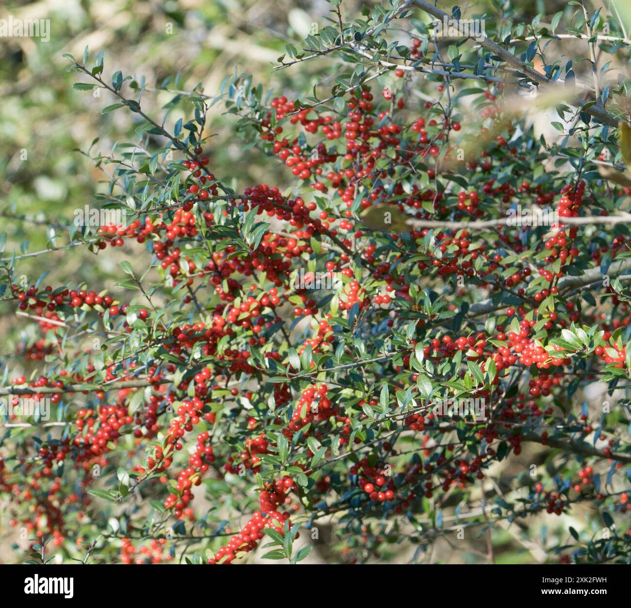 Yaupon holly ilex vomitoria hi res stock photography and images Alamy