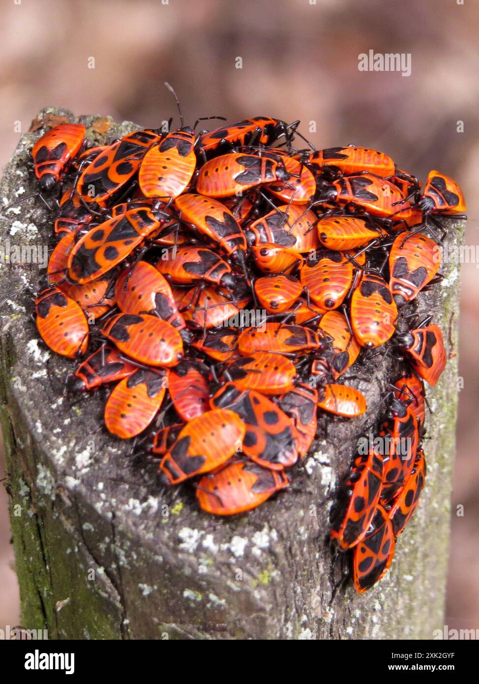 European Firebug (Pyrrhocoris apterus) Insecta Stock Photo - Alamy