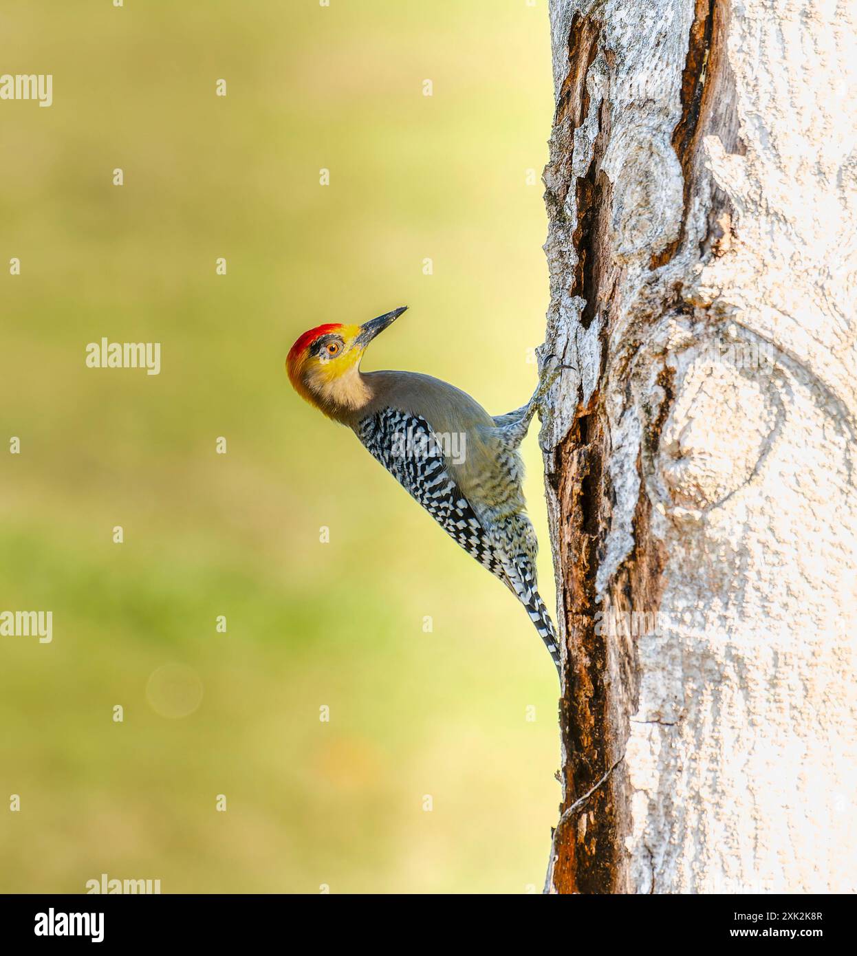 A Golden-cheeked Woodpecker (Melanerpes chrysogenys); with its distinctive red and yellow head; perches on a tree trunk in Mexico; its back feathers p Stock Photo