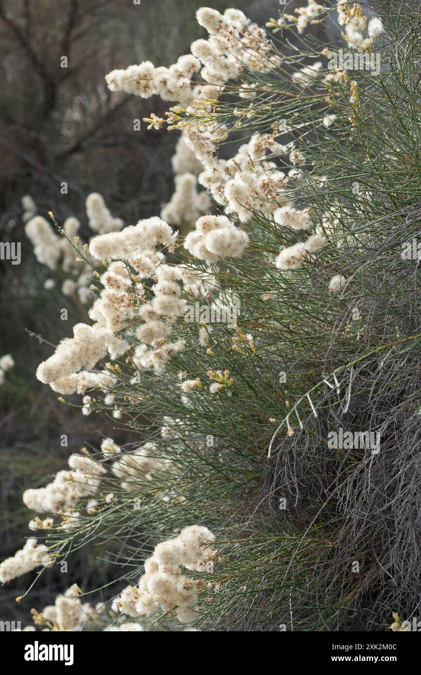 California Broomsage (Lepidospartum squamatum) Plantae Stock Photo - Alamy